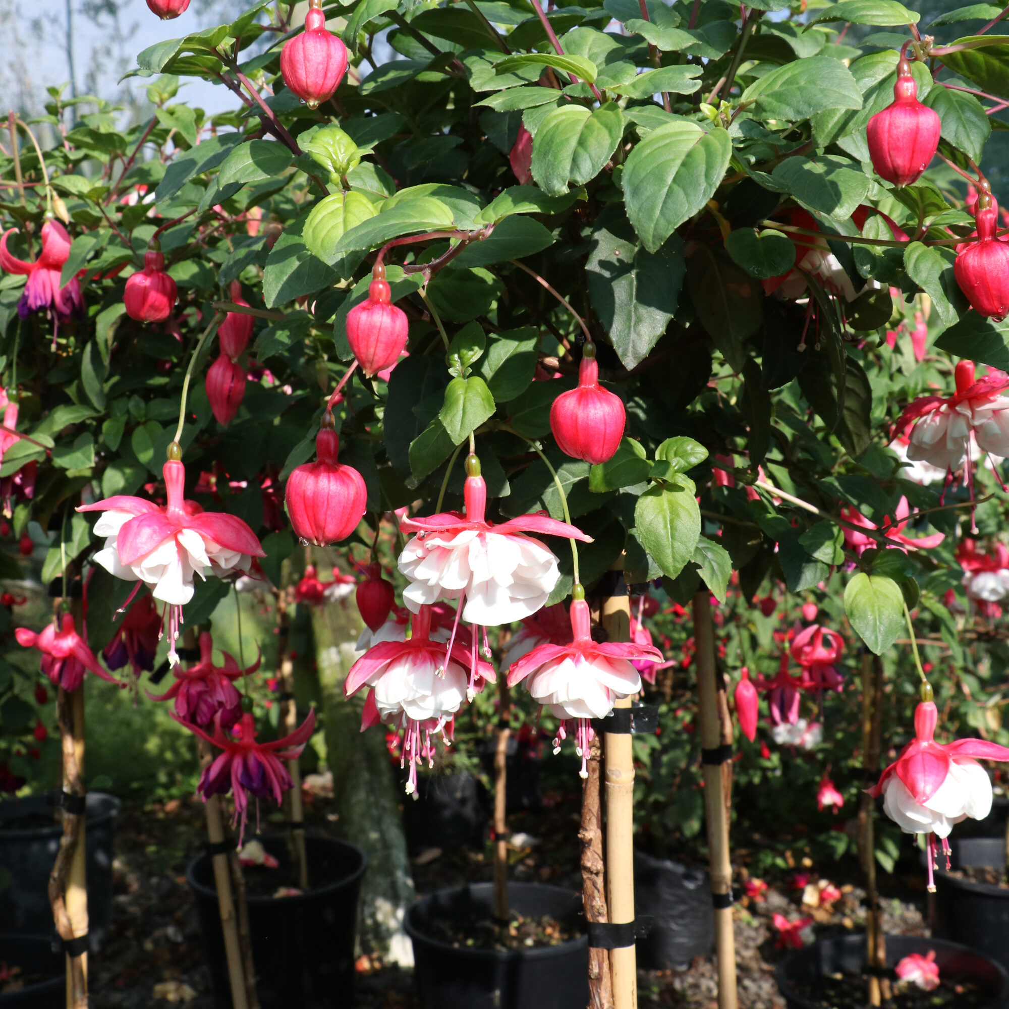 Swingtime Fuchsia topiary standard grown in Feilding, Manawatu
